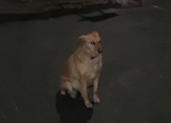 "Камышинский хатико": пользователи в соцсетях погоревали над судьбой собаки, застывшей на перекрестке центральных улиц в ожидании