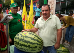 В Камышине на площадке у ДК "Текстильщик" героем дня стал бахчевод Алексей Степанов с арбузом весом 38 килограммов 310 граммов! (ВИДЕО)
