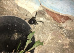 Волжанин встретил смертельно ядовитого паука около жилого дома: всем осторожно!