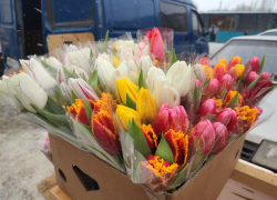 В Камышине после полудня 8 Марта продавцы тюльпанов сбросили цены