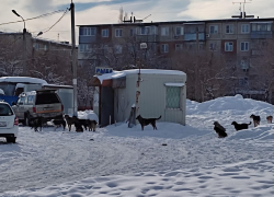 Администрации Камышина плевать на проблему бродячих собак: я написал о ней президенту, - камышанин