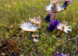 "Ритуальщик" украл айфон у покойника