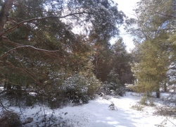  В Камышине небольшой мороз установится на последние выходные уходящего года