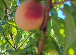 Лишиться урожая из-за ледяного панциря боятся садоводы в Волгоградской области