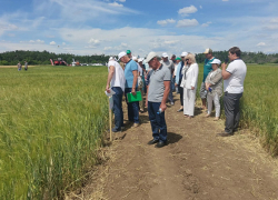 День поля: в Камышинском районе оценили новые сорта отечественной селекции