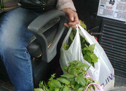 Камышане проводят Первомай на дачах и на пикниках с шашлыками