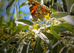 В День эколога выясним, что сажать в Камышине: "шары" -"конусы" или все-таки деревья с кроной?