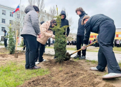 В Камышине у школы №8 высадили аллею в память о Герое России Данииле Ежове