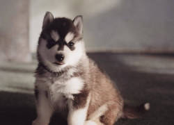 Мошенники входят в доверие к камышанам под разными предлогами – в том числе по ходу разговоров о симпатичном щенке хаски