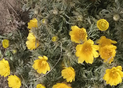 Тепло и солнечно: погода  в Камышине на выходные