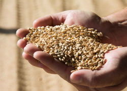 Зерно нового урожая, собранное на камышинских полях, "поехало" за рубеж