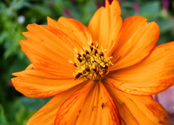 В Камышине жара сменилась отличной комфортной погодой