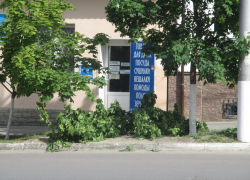   Чуть не половину дерева варварски сломали  на улице Пролетарской в Камышине, - камышанка