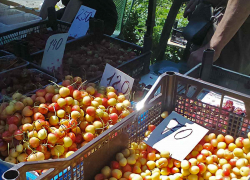 В Камышине "царицей" рыночных десертов стала черешня