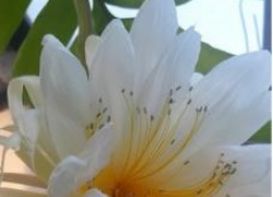 Невероятной красоты "золотой" кактус могут увидеть и камышане в Волгоградском ботаническом саду