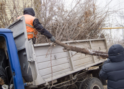 Почему в Камышине безнаказанно пилят деревья, кому вздумается? - камышанин