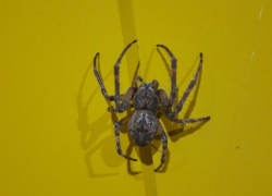 Пользователи собрали в соцсетях жутковатую коллекцию камышинских пауков