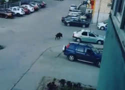 "Цивилизованный" кабан прижился в Волгограде и бродит по улицам