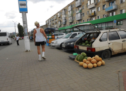 В Камышине арбузы начали продавать по 20 рублей за килограмм