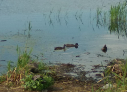 По всей Камышинке плавают стаи ручных диких уток, - камышанка