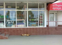 Медики пугают бешенством собак, бродячие псы в Камышине продолжают кусать детей, а власть спит крепким сном, - камышанка