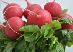 В Камышине появились в продаже местная редиска по 150 рублей за пучок и щавель по 80 рублей