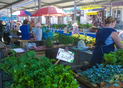 На рынках Камышина грянул рассадный бум