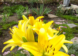 Жара, жара в Камышине, но хотя бы не нарастающая