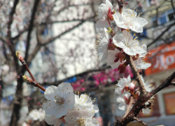 В Камышине массово зацвели абрикосы, несмотря на прогноз с одним градусом тепла предстоящей ночью сегодня, 20 апреля