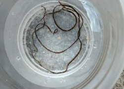 В соседнем с Камышинским - Дубовском районе в водопроводной волжской воде нашли гигантских черных червей, но воду признали безопасной 
