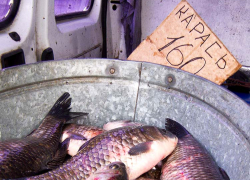 Неужели нельзя уличную торговлю свежей рыбой организовать в Камышине культурно, а не из грязного чана? - камышанка 