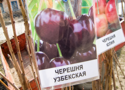 В Камышине на открывшихся ярмарках саженцев горожанам предлагают сливу-исполинку и узбекскую черешню