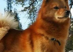 В Волжском завершено расследование уголовного дела о нападении собаки на малолетнего мальчика
