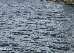 Тело камышанина Сергея Галкина подняли из воды на противоположном берегу Волги