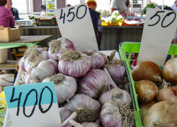 В Камышине чеснок побил рекорды дороговизны на овощных прилавках
