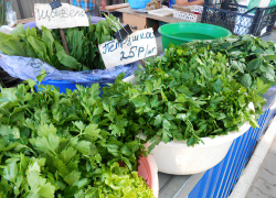 Роспотребнадзор просветил камышан, какую траву им есть полезней