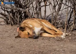 В Волгоградской области жители заметили умирающих в муках собак и подключили полицию к поиску тех, кто травит бродячих псов