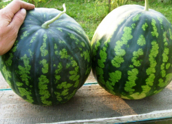 Камышинский район назван в лидерах Волгоградской области по сбору арбузов