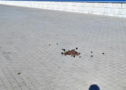 В Камышине в соцсетях обсуждают, откуда в городе навоз на центральной набережной