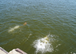 Мужчину с кирпичом на шее обнаружили на дне реки, - "Блокнот Волгограда" 