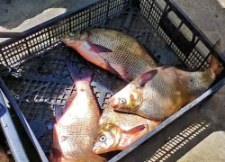 Свежая рыба, мед и пельмени вошли в ТОП продуктов, приобретаемых камышанами через интернет