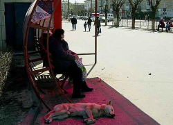 "Прошу объединиться для подачи коллективной жалобы властям по бездомным собакам", - камышанка