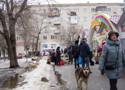 В Волгограде власти нашли идеальный приют для бездомных собак и хотят распространить этот опыт на всю область