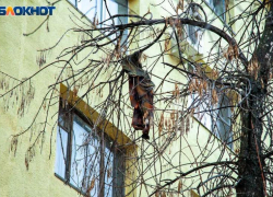 За жизнь 4-летнего выпавшего из окна волжанина борются реаниматологи в Волгограде, - "Блокнот Волжского"