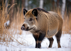 Отправить 5 кабанов на новогодний стол разрешили в Камышинском районе