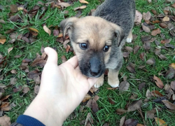 Добросердечные камышане ищут кров несчастному симпатяге-щенку