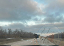 В Волгоградской области попал на камеру грациозно скачущий по федеральной трассе среди белого дня лось