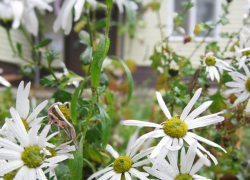 В Камышине продолжатся отключения электроэнергии сегодня, 17 ноября