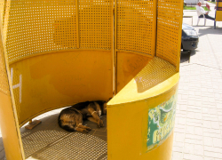 Нельзя ли в Камышине хотя бы торговые места от бродячих вонючих собак оградить? - камышанка