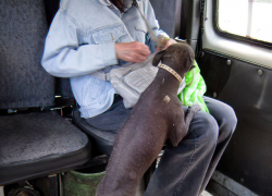 Почему собаки в камышинских маршрутках приобрели "статус" пассажиров? - камышанка